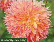  ??  ?? Dahlia ‘Myrtle’s Folly’
Bicolour ruffled petals
H x S 1.2m x 45cm F Jul-Oct 1 tuber £4.45 £3.56