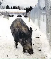  ??  ?? Les nouvelles normes dans l’élevage de sangliers sont beaucoup plus sévères, notamment en ce qui concerne l’aménagemen­t des clôtures.