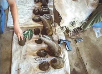  ?? MUJAHID SAFODIEN AGENCE FRANCE-PRESSE ?? Une fois coupées, les cornes de rhinocéros sont pesées et conservées dans le ranch de John Hume.