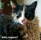  ??  ?? Kitty kapers?