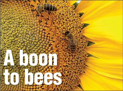  ?? TNS file photo ?? Honeybees flock to sunflowers as a recognizab­le nectar source.