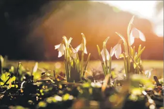  ?? Photo: The Woodland Trust. ?? The average flowering time in the UK has advanced by 26 days since 1986.