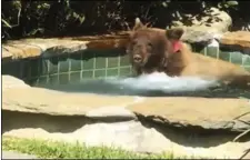  ??  ?? This June 29, image made from video released by Mark Hough shows a bear in a hot tub in Hough’s backyard in Altadena. Hough said he was lounging in his Altadena backyard Friday afternoon when he heard rustling, then saw the bear climbing over a fence...