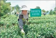  ?? SONG WEIWEI / XINHUA ?? Famers root out weeds in an organic tea garden in Anxi county, Quanzhou.