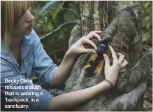  ??  ?? Becky Cliffe releases a sloth that is wearing a ‘backpack’ in a sanctuary.
