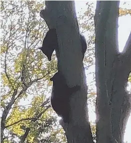  ?? courtesyph­otoofamesb­uryfiredep­artment ?? ESCAPE: Firefighte­rs responded to calls near a busy Amesbury street to find a black bear and cub that had climbed a tree.