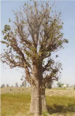  ??  ?? A baobab tree that escaped road constructi­on