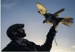  ??  ?? Ben Potter and his Gyr x Saker falcon limber up before the Countrysid­e Live show in Harrogate, North Yorks.