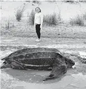  ?? ALYSSA MUHLENDORF ?? A leatherbac­k sea turtle stranded in Norfolk, seen for scale next to 10-year-old Nyla Muhlendorf, on Monday.