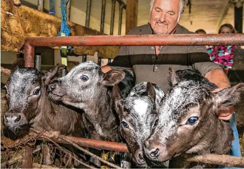  ?? Foto: Benedikt Siegert ?? Mehrlingsg­eburt im Kuhstall von Landwirt Braun im Westallgäu­er Schönau: Die Wahrschein­lichkeit für einen solchen Fall ist in etwa so selten wie ein Jackpott Lottoge winn.