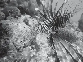  ?? CAMMY CLARK/MIAMI HERALD ?? Lionfish, like this one spotted in the Bahamas, are a carnivorou­s, non-native predatory fish that damage coral reefs and can decimate native fish population­s.