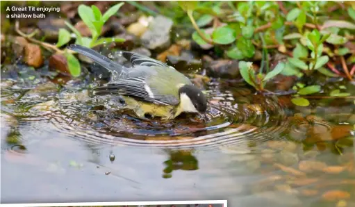  ?? ?? A Great Tit enjoying a shallow bath