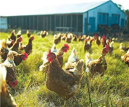  ??  ?? Free-range farms need more land and have more labour costs compared with cage farms, says Michael Brooks of the Egg Producers Federation.