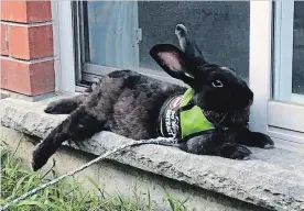  ?? SPECIAL TO THE NIAGARA FALLS REVIEW ?? Thumper the service rabbit.