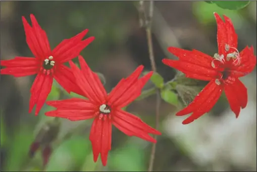  ?? The Sentinel-Record/Corbet Deary ?? FIERY COLOR: Fire pinks is one of the many wildflower species that grow within feet of the trail at Entergy Park.