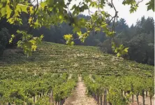  ?? Jessica Christian / The Chronicle 2018 ?? Main vines lead up to the original Riesling vines from 1947 atop a hill at Stony Hill Vineyard as seen in 2018.