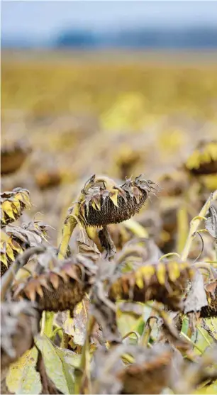  ?? Foto: dpa/Patrick Pleul ?? Ein Feld mit vertrockne­ten Sonnenblum­en im Oderbruch