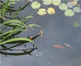  ?? Emily Matthews/Post-Gazette ?? Koi swim in one of the ponds in Mike and Sheryl Polite’s garden in Jackson, Butler County. The garden is on the Southern Butler County Garden Club’s annual garden tour.