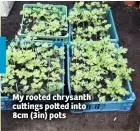  ??  ?? My rooted chrysanth cu ings po ed into 8cm (3in) pots