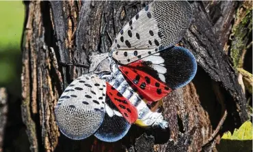  ?? ASSOCIATED PRESS ?? The spotted lanternfly poses a “significan­t threat to agricultur­al crops and ornamental and native plants,” according to a press release from the city of Cincinnati, where the insect was spotted this week.