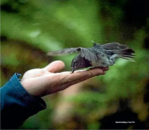  ??  ?? Hand feeding a Tom Tit.