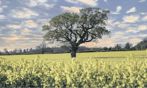  ?? ?? Paul Piper, from Midhurst, took this photo of a field of gold at West Stoke, near Chichester