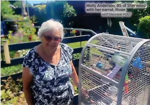  ?? NOTTINGHAM POST ?? Molly Anderson, 85 of Sherwood with her parrot, Rosie