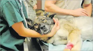  ?? Picture: PIKESPEAKV­ET.COM ?? The steps leading to preparatio­n of an animal for anaesthesi­a usually include some type of exam which can be very detailed with blood work, or very cursory
as in the case of field clinics.