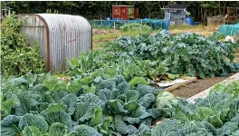  ?? Pictures: GETTY ?? SPACIOUS: Grow more vegetables than you could in a back garden