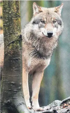  ?? FOTO: KLAUS-DIETMAR GABBERT/DPA ?? Zu 96 Prozent ernährt sich ein Wolf von Wildtieren – aber eben nicht nur. Wegen der wachsenden Zahl von Angriffen auf Nutztiere soll der Herdenschu­tz in Deutschlan­d verbessert werden.