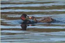  ?? Photograph: Nick Giles ?? Little grebe feeding young.