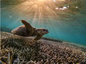  ?? Photograph: Jonas Gratzer/LightRocke­t/Getty Images ?? A green sea turtle in Queensland, Australia. Ocean warming is bleaching many coral reefs.