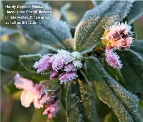  ??  ?? Hardy Daphne bholua ‘Jacqueline Postill’ flowers in late winter. It can grow as tall as 8ft (2.5m).