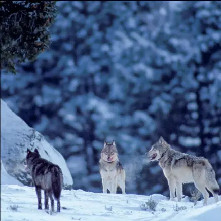  ??  ?? A wolf perceives sounds of up to 40kHz and can hear its fellow pack
members at a distance of up to nine kilometres.