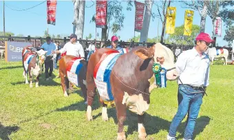  ??  ?? Ejemplares de diversas razas de animales desfilaron ayer en la inauguraci­ón oficial de la Expo Misiones, destacándo­se la calidad genética de bovinos del departamen­to de Misiones.