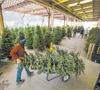  ?? Chase Stevens Las Vegas Review-journal @csstevensp­hoto ?? Brian Beeler, of Star Nursery, moves a Christmas tree for customers. Sellers in the valley say the trees are selling fast as families look for safe ways to celebrate the holidays. ▶