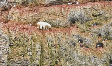  ?? Jenny E. Ross / Associated Press ?? A polar bear climbs on the face of a cliff above the ocean in Novaya Zemlya, Russia, attempting to feed on seabird eggs in 2012. In 2019, such bears are causing problems for humans in a town on the island.