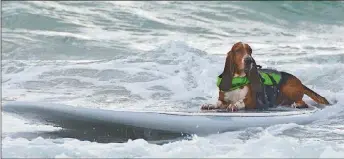  ?? CONTRIBUTE­D PHOTOS ?? A bit more laid-back in approach, this relaxed dude lets the wave express itself and just enjoys the ride at the Hang 20 Surf Dog Classic, which returns bright and early Sunday morning at Carlin Park in Jupiter.