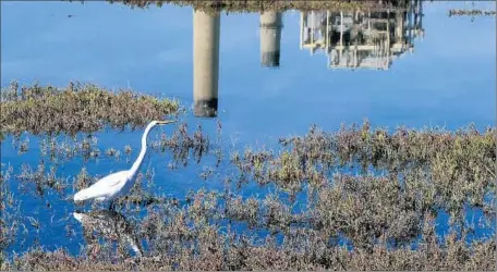  ?? Photograph­s by Mark Boster Los Angeles Times ?? THE MAGNOLIA MARSH is among 140 acres of wetlands along Pacific Coast Highway overseen by the Huntington Beach Wetlands Conservanc­y. The nonprofit is about six months from finalizing a deal to acquire the roughly 44-acre Newland Marsh from Caltrans.