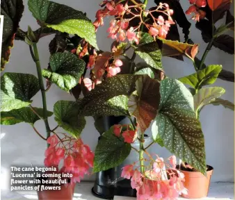  ??  ?? The cane begonia ‘Lucerna’ is coming into flower with beautiful panicles of flowers