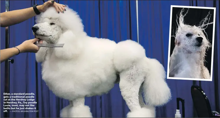  ?? — PHOTOS: WASHINGTON POST ?? Ether, a standard poodle, gets a traditiona­l poodle cut at the Hershey Lodge in Hershey, Pa., Toy poodle Louie, inset, may not like baths but he just shakes it off.