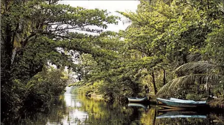  ?? ELAINE GLUSAC/FOR THE CHICAGO TRIBUNE ?? A mangrove forest in Sri Lanka, where efforts are being made to ensure these tropical trees that are a key part of the ecosystem don’t disappear.