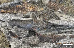  ?? ROBERT DEPALMA/UNIVERSITY OF KANSAS ?? A tangled mass of fish from the deposit in North Dakota’s Hell Creek formation.