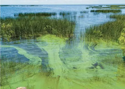  ?? JOSH RITCHIE/THE NEW YORK TIMES PHOTOS ?? A bloom of algae on Lake Okeechobee on June 26. The blooms now regularly infest much of the lake’s 730-square-mile surface during the summer, producing poisons potent enough to kill pets that splash in the waters, or send their owners who inhale the toxins to the doctor.