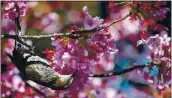  ?? CHARLY TRIBALLEAU — AFP VIA GETTY IMAGES ?? A bird is seen next to cherry blossoms at a park in Tokyo, Japan, on March 23. The trees bloomed earlier than usual.