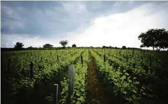  ?? (JEAN-MARC DEDEYNE) ?? Les crus naturels font désormais pleinement partie du paysage viticole.