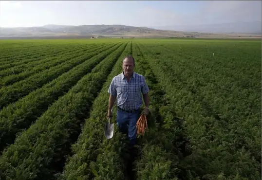  ?? Marcio Jose Sanchez/Associated Press ?? Jeff Huckaby, president and CEO of Grimmway, walks in a carrot field on Sept. 21 in New Cuyama, Calif. In the Cuyama Valley northwest of Los Angeles, two of the country’s biggest carrot farmers filed a lawsuit in a bid to have their groundwate­r rights upheld by a judge. The move pushed hundreds of small farmers, local residents and the tiny school district into court, and has prompted a call for a carrot boycott.