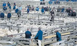  ??  ?? People check out store sheep for sale at the Feilding saleyards on Friday.