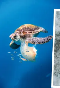  ??  ?? Six of the world’s seven species of marine turtle are found in Australian waters. For all seven species, surviving the many threats to their survival is a struggle