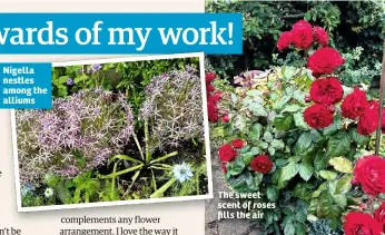  ??  ?? Nigella nestles among the alliums The sweet scent of roses fills the air